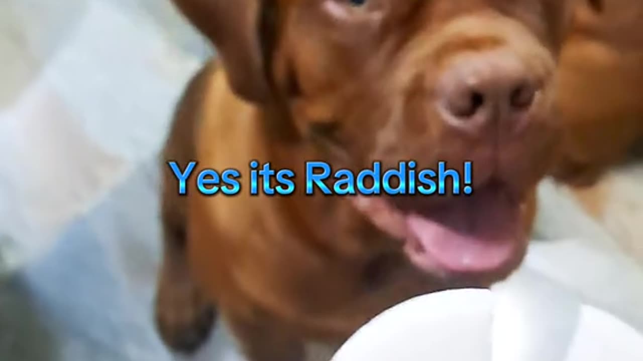 Trying New Food With Dana and Dani!!! #pets #frenchmastiffnepal