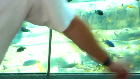 Fish exhibit