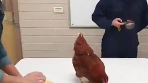 🤯🐓 You Won't Believe This Chicken's Secret To Success! | FeedMyCuriosity