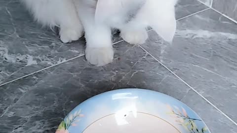 Cat cute funny animal