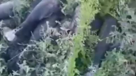 💥 Objective control of the destruction of a Russian Bukhanka with ammunition