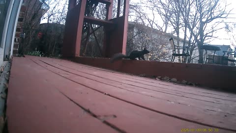 Wildlife Filmed By Haza PR800 Wild Camera, Dearborn, Michigan, April 5 To 11, 2025