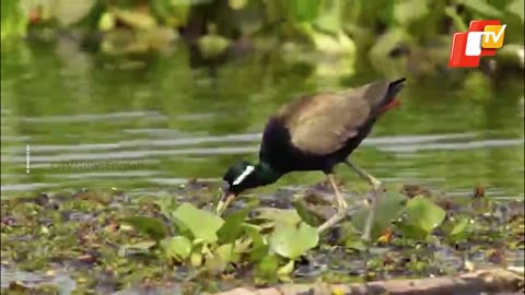 Exploring Nandankanan’s Bird Walk: Where Wings Meet Wonder