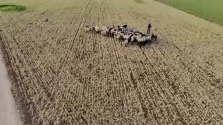 Syrian farmers hope lifting sanctions will revive agriculture