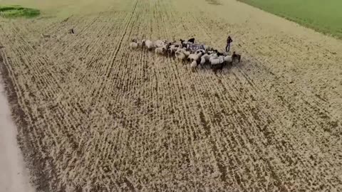 Syrian farmers hope lifting sanctions will revive agriculture