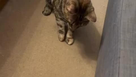 Cat vs Comb 😂 – She Wants to Touch It… Then PANICS!