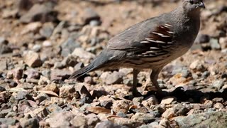 Gambel's Quail