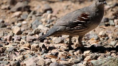 Gambel's Quail