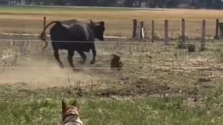 😂🐔 Hire a Chicken to Help with Herding Duties! | FunFM
