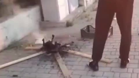 A fake asylum seeker in Italy cooks a cat for lunch on street.