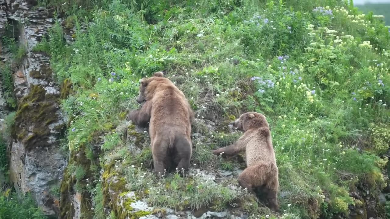 Bear cub thrown off a cliff#