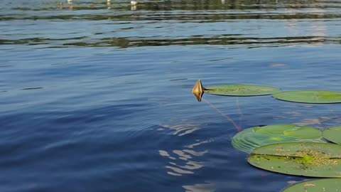 Get to know finnish flowers
