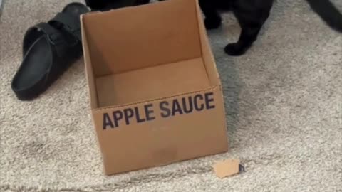 Cute Precious Piper Does a General Inspection - Adopting a Cat from a Shelter Vlog #shorts