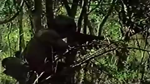 Amazing: The Rhodesian Bush War