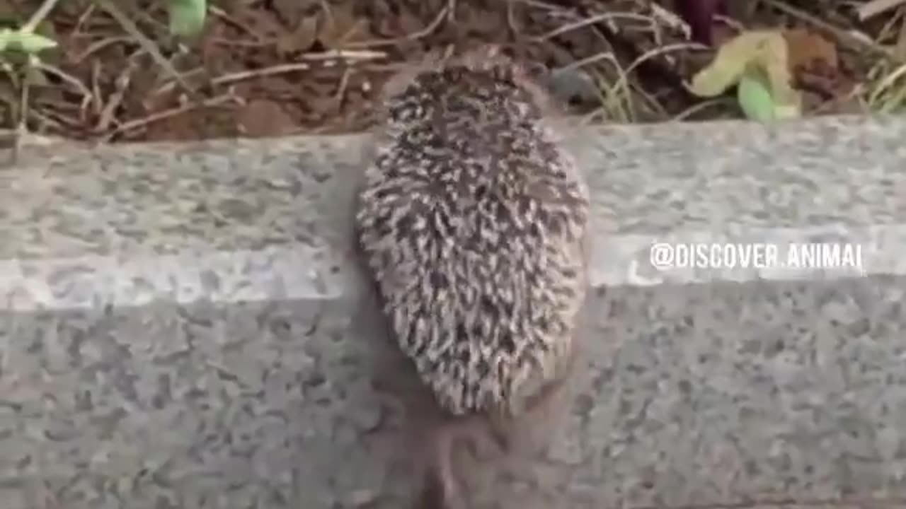 Life is hard sometimes 🥹🦔