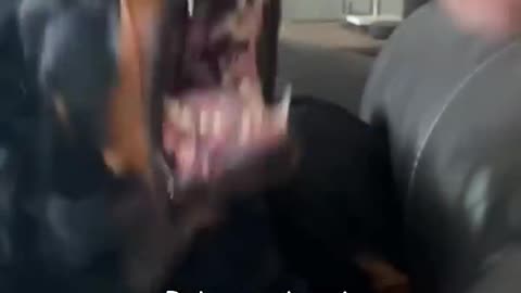 Dogs don't like being pointed at