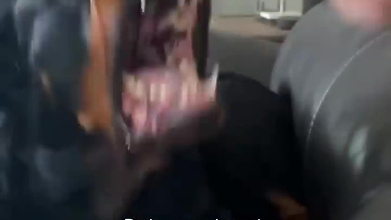 Dogs don't like being pointed at