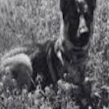 Police Officer K9 Azi: Mc Kinley PD, TX