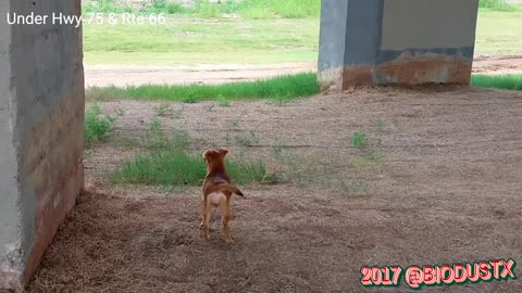 Maxine and I exploring under the Hwy 75 bridge in Tulsa Oklahoma - Muscogee Nation -
