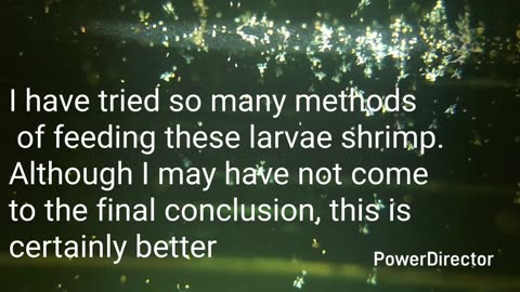 Breeding saltwater peppermint shrimp