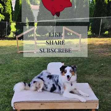 Platform Balance beam Hurdle short 6