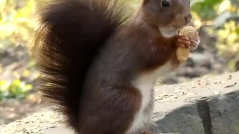 Funny Facts About squirrels 🐿️