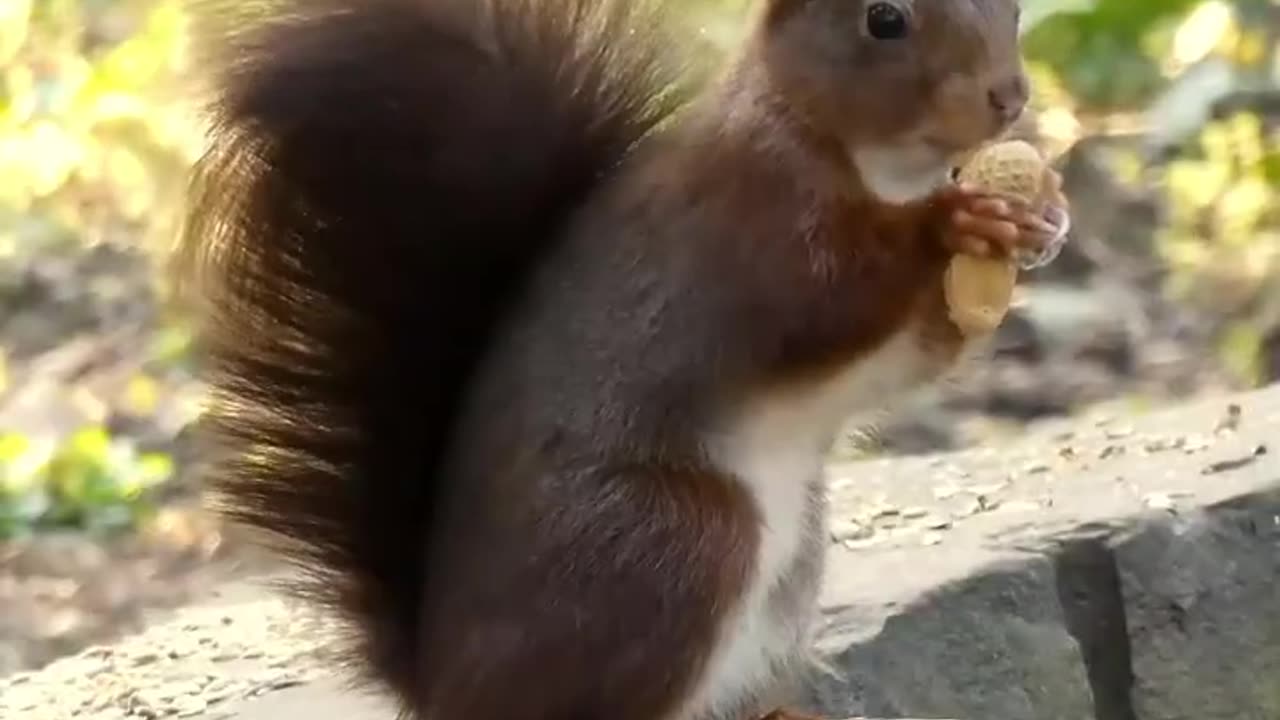 Weird & Funny Facts You Never Knew About Squirrels 🐿️