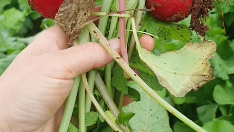 Mini radish #radish