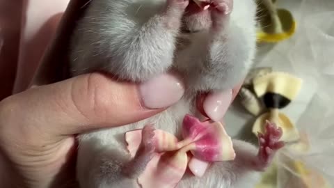 cuteanimals, cute, animals, pets, love, cats, animal, dog, pet, nature, cat, wildlife