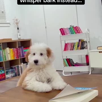 The Secret Language of Dogs: Whispering Tails and Silent Conversations"