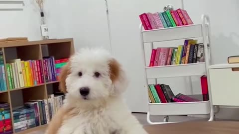 The Secret Language of Dogs: Whispering Tails and Silent Conversations"
