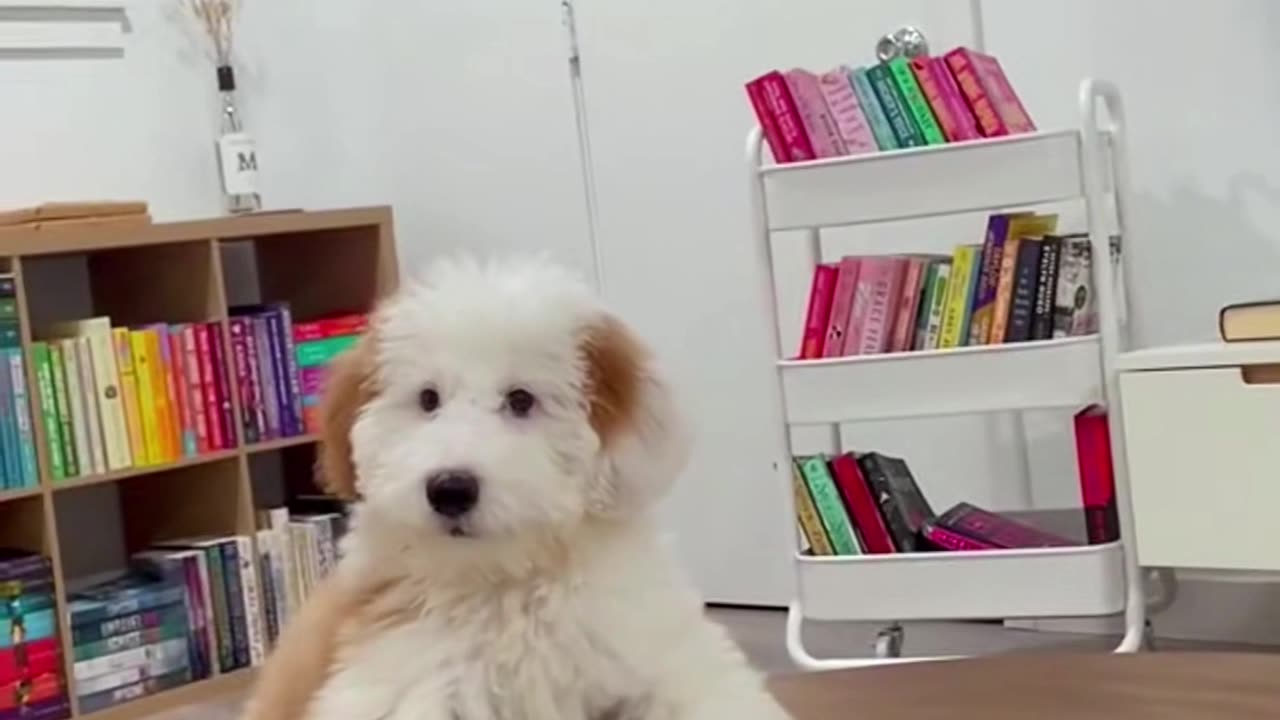 The Secret Language of Dogs: Whispering Tails and Silent Conversations"