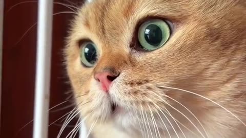 A talking cat 😂followers😘thanku🙏🙏❤️❤️❤️