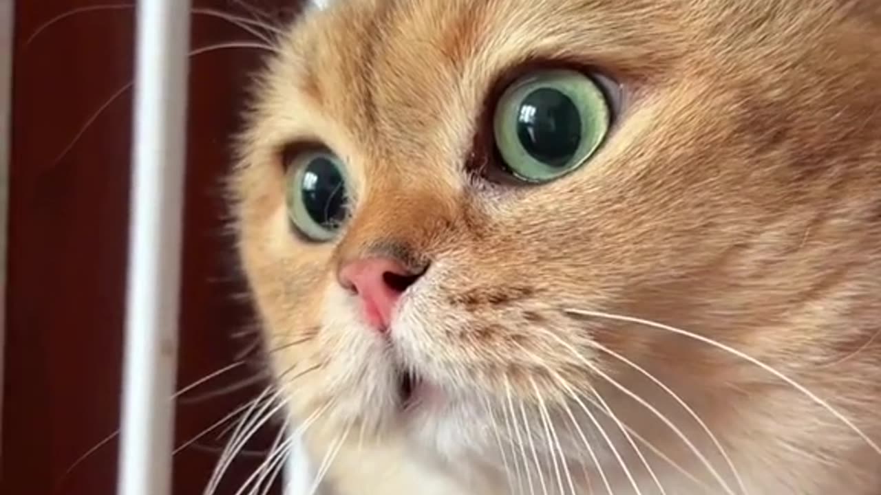 A talking cat 😂followers😘thanku🙏🙏❤️❤️❤️