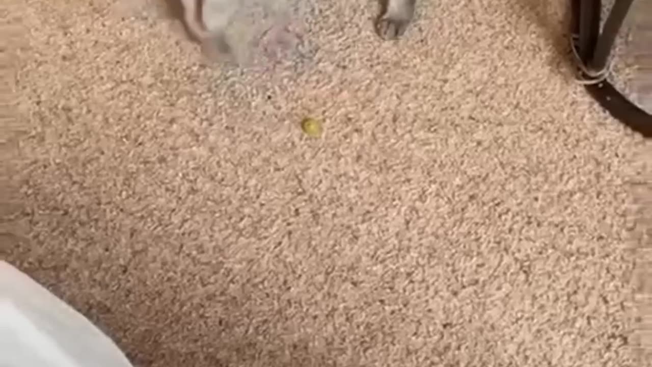 Another funny cats 🤣