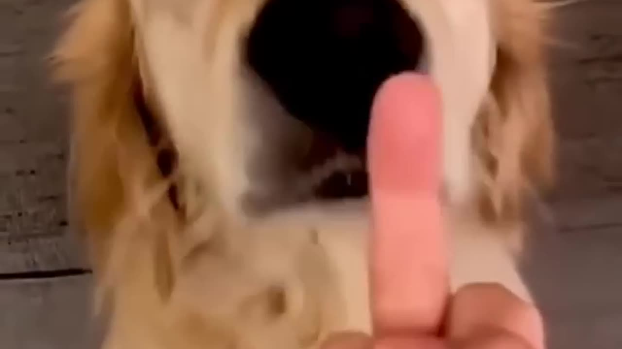 Dog’s Reaction In The Face Of The Middle Finger 😂 So Funny