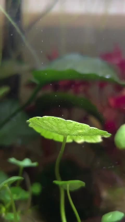 plants transform Carbon dioxide into Oxygen.