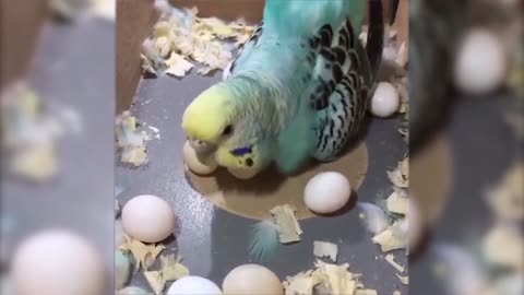 Funny Animal Video 2025 !!!!!!!!!!@#@@#@#