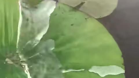 The hydrophobic property of lily pads, visualised
