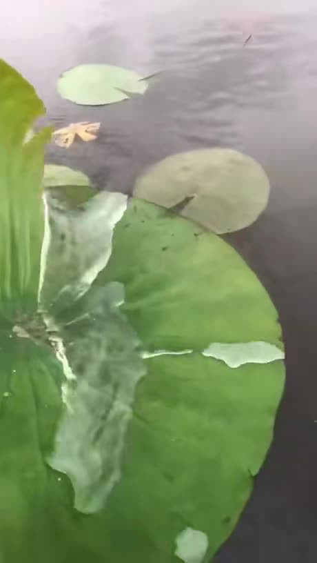 The hydrophobic property of lily pads, visualised