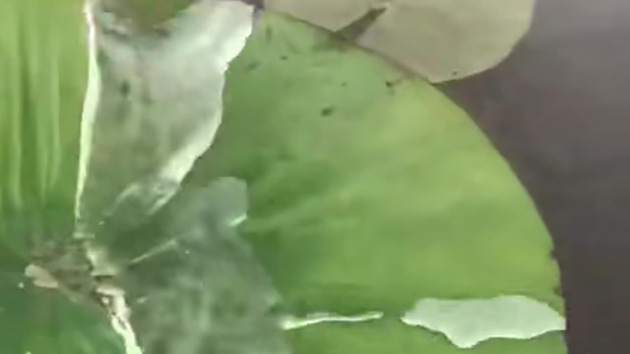 The hydrophobic property of lily pads, visualised