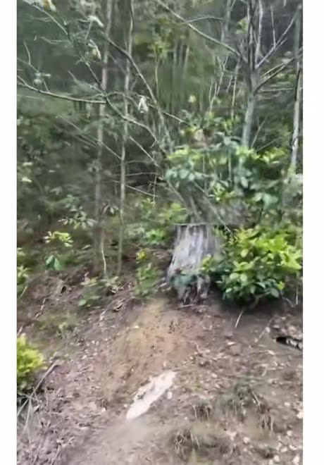 Nature's version of sushi on a conveyor belt