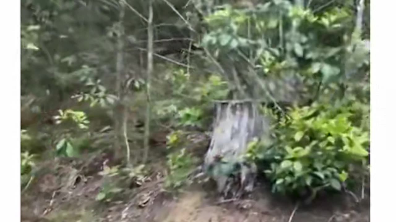 Nature's version of sushi on a conveyor belt