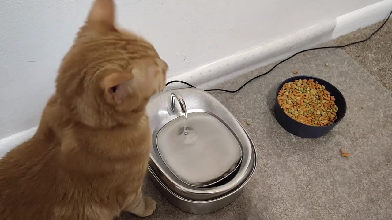 WHEN A CAT DRINKS WATER