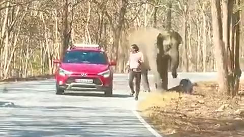 Shocking: Tourists run for their lives to evade charging elephant