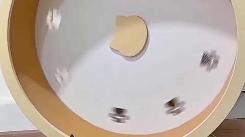 Cute Kittens Go Wild on Fun Exercise Wheel! 😻 Shorts for Cat Lovers
