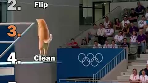 Ranking Best AI Cats Olympic Diving Moments