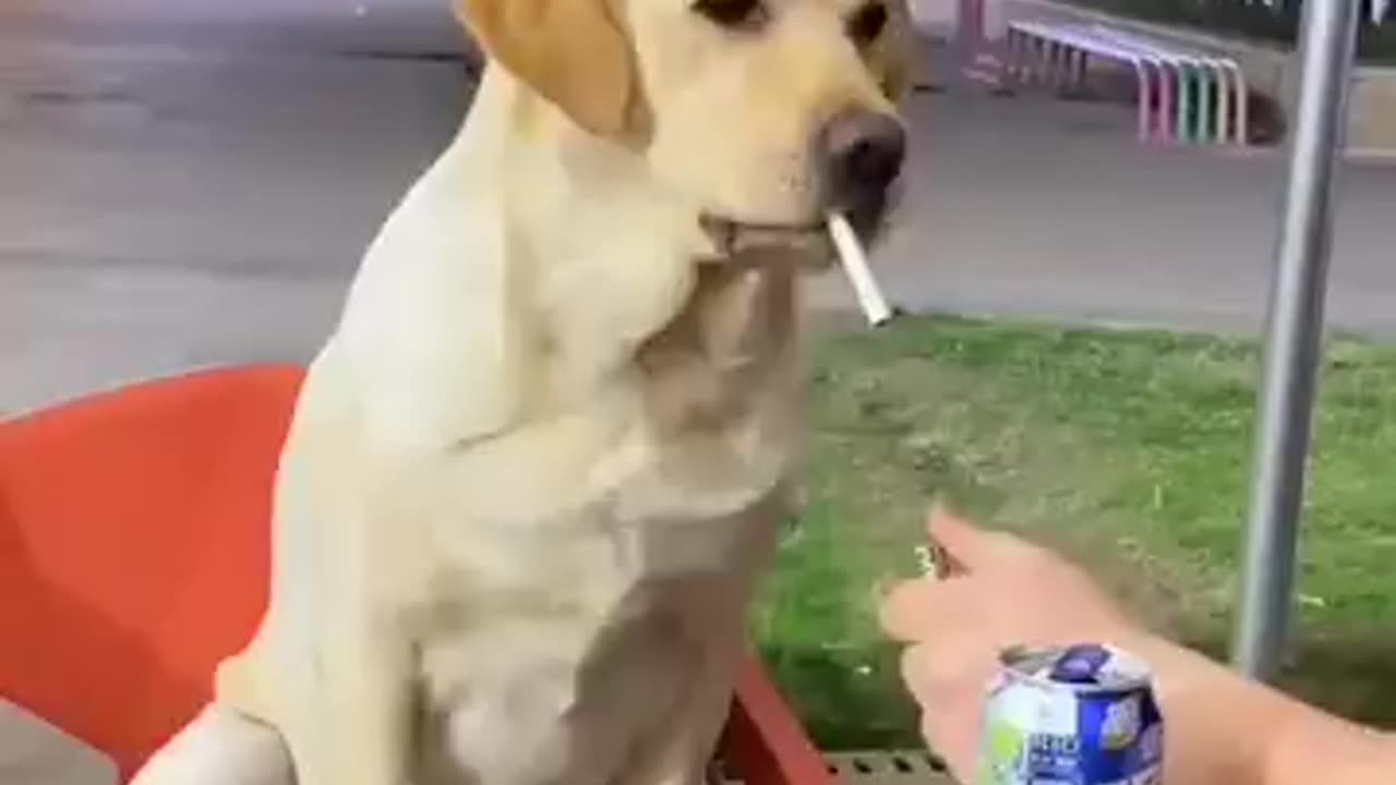 Big mafia dog aura lol