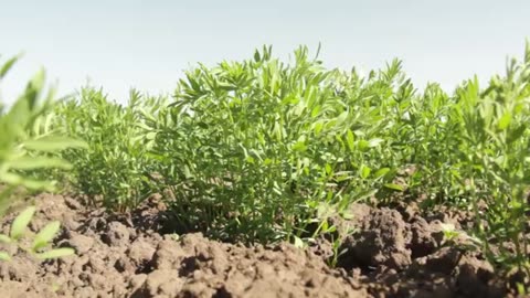 Ask A Nufarmer - Boyd Bergstrom on Better Control of Kochia