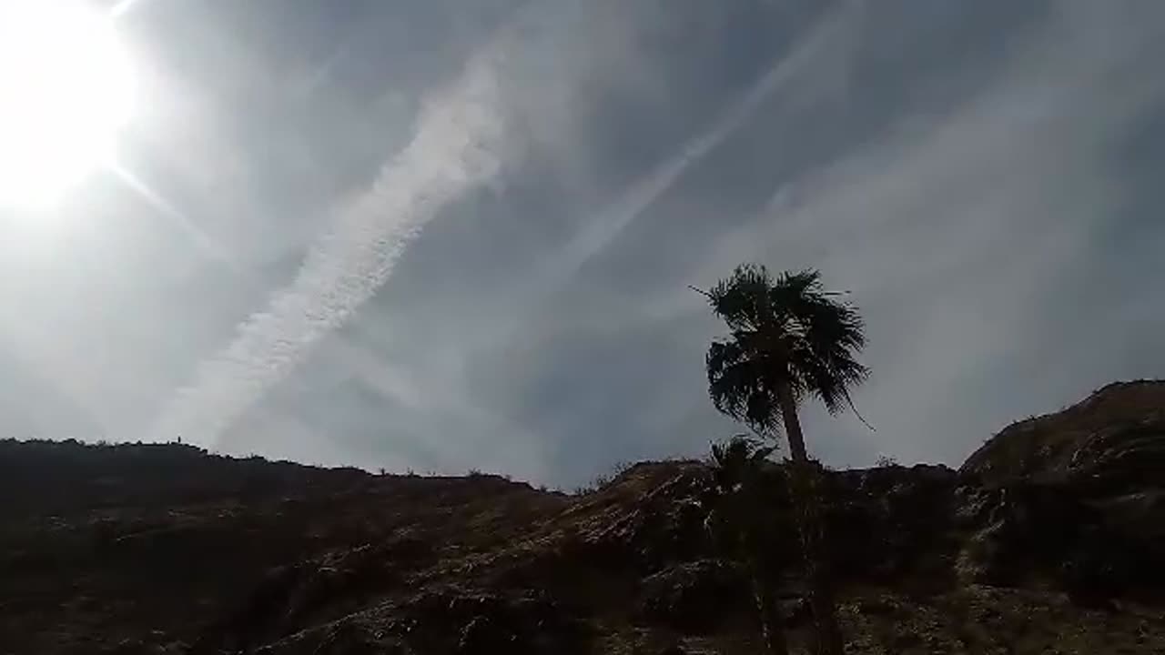 3MAY2025 1ST CACTUS BLOOMING WITH SKY BACKGROUND